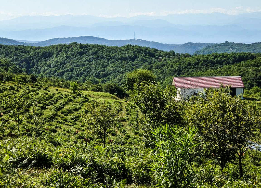 Renegade tea estate in Georgia