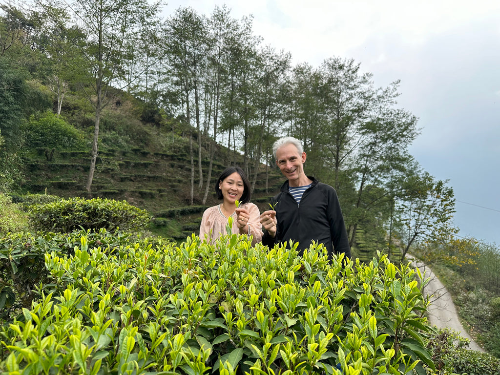 2024 Spring Tea Sourcing Report