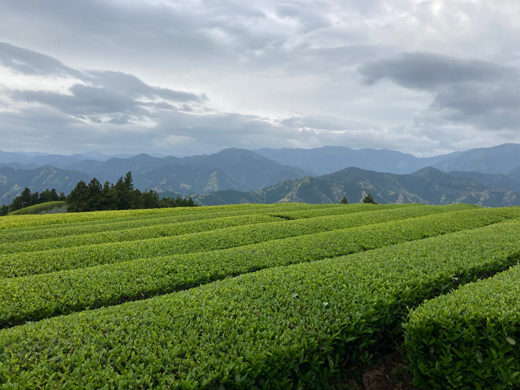 Japanese tea field