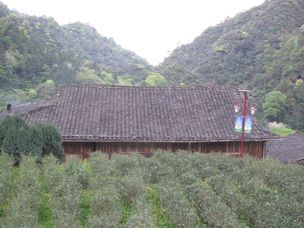 The Smoky Allure of Lapsang Souchong