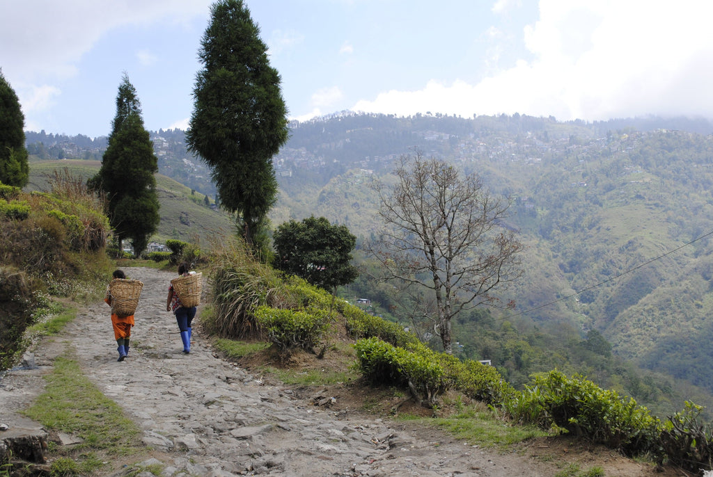All About Darjeeling Tea, the Beguiling Brew of the Himalayas
