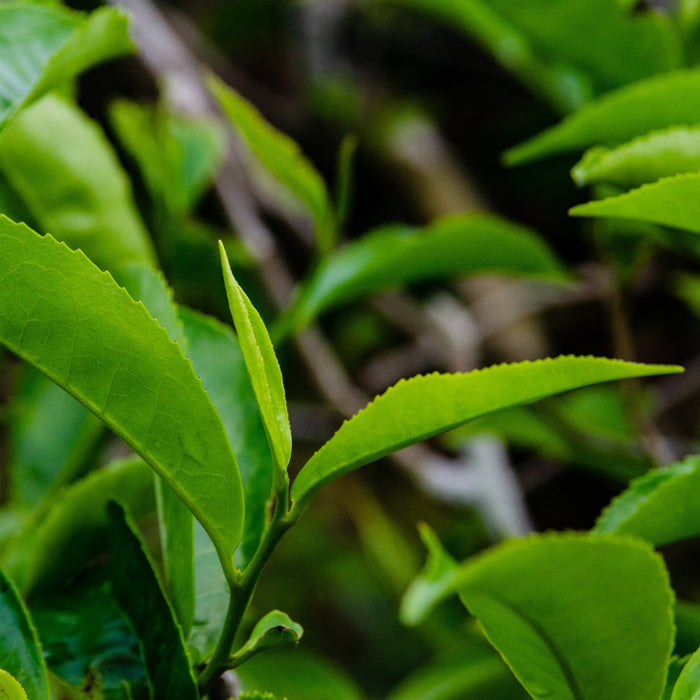 English Breakfast Black Tea Gift Set Atmospheric