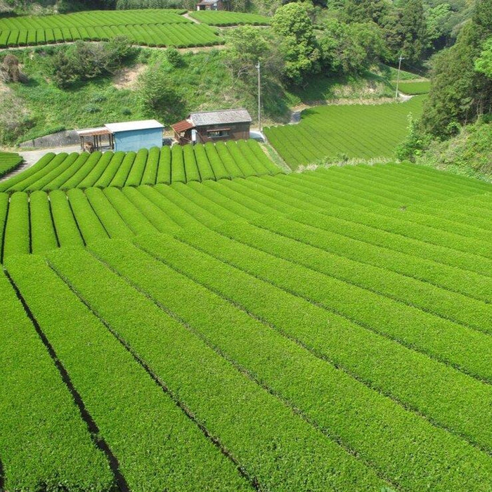Sencha Adventure Gift Set tea gardens