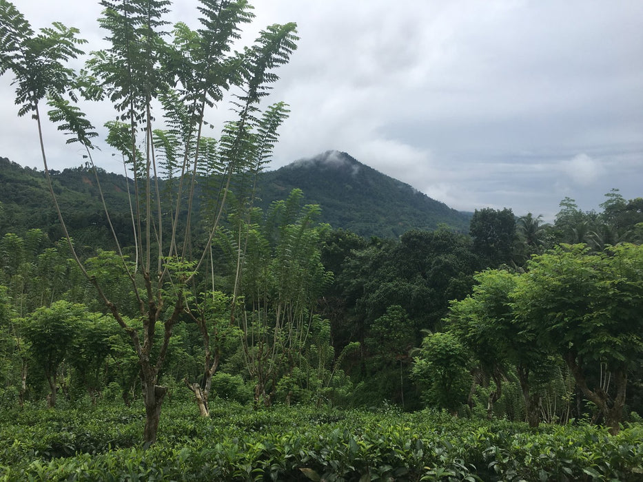 Ceylon Orange Pekoe Black Tea tea garden
