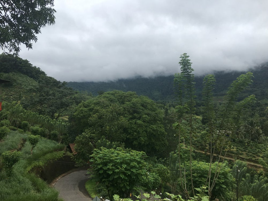 Ceylon Orange Pekoe, New Vithanakande Estate tea garden II