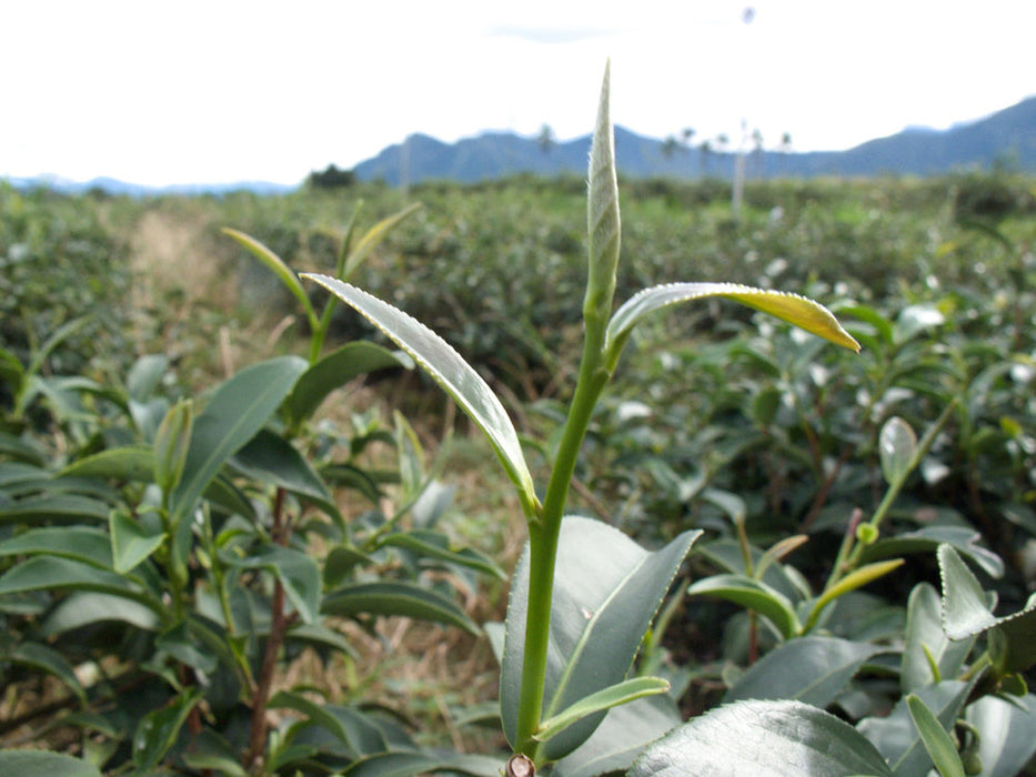 Nantou Four Seasons Oolong Tea tea plant
