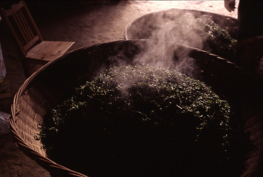 Anhui Yellow Tea sample processing III