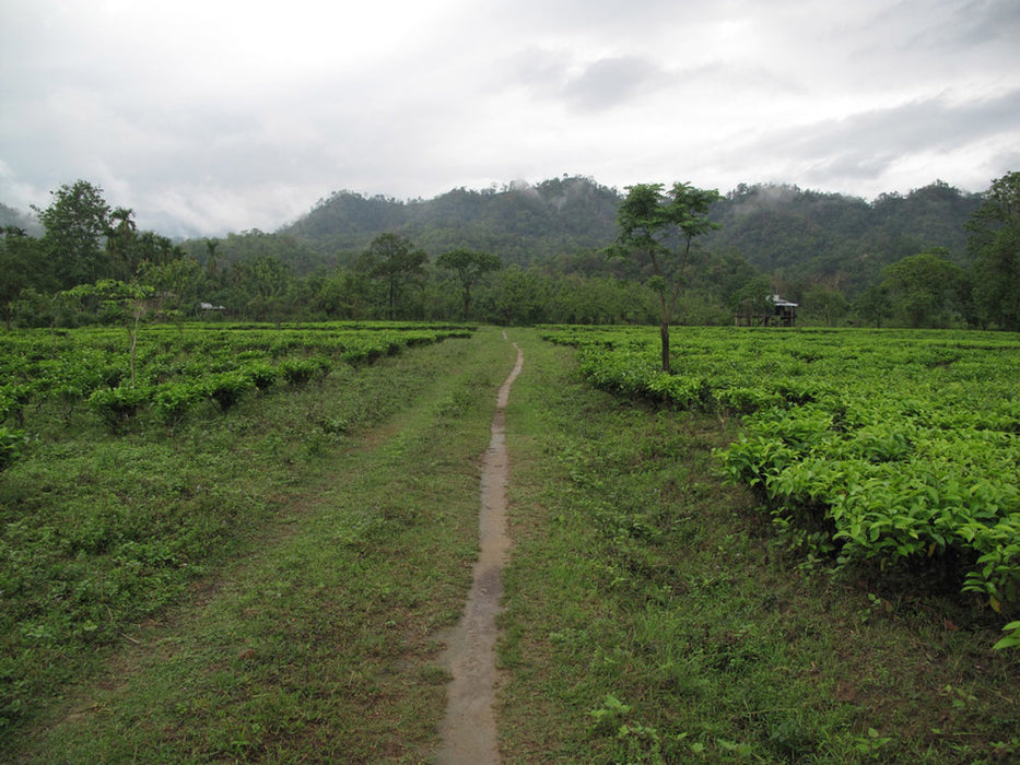 Assam Kachibari Village black tea garden II