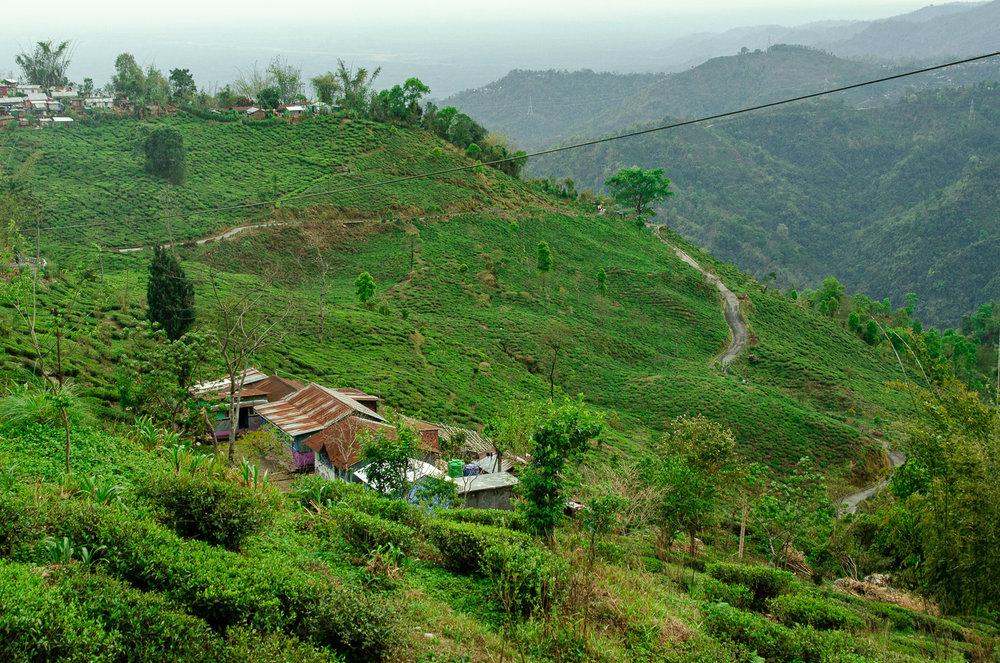 Ticket to Darjeeling 2025 1st Flush Collection