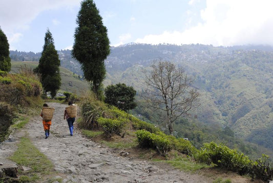 Ticket to Darjeeling 2026 1st Flush Collection