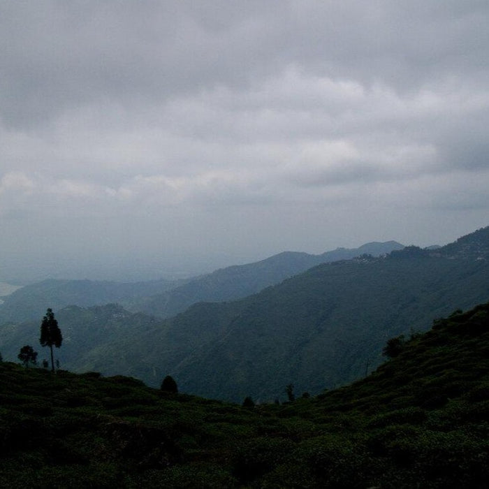 English Breakfast Black Tea Gift Set tea garden