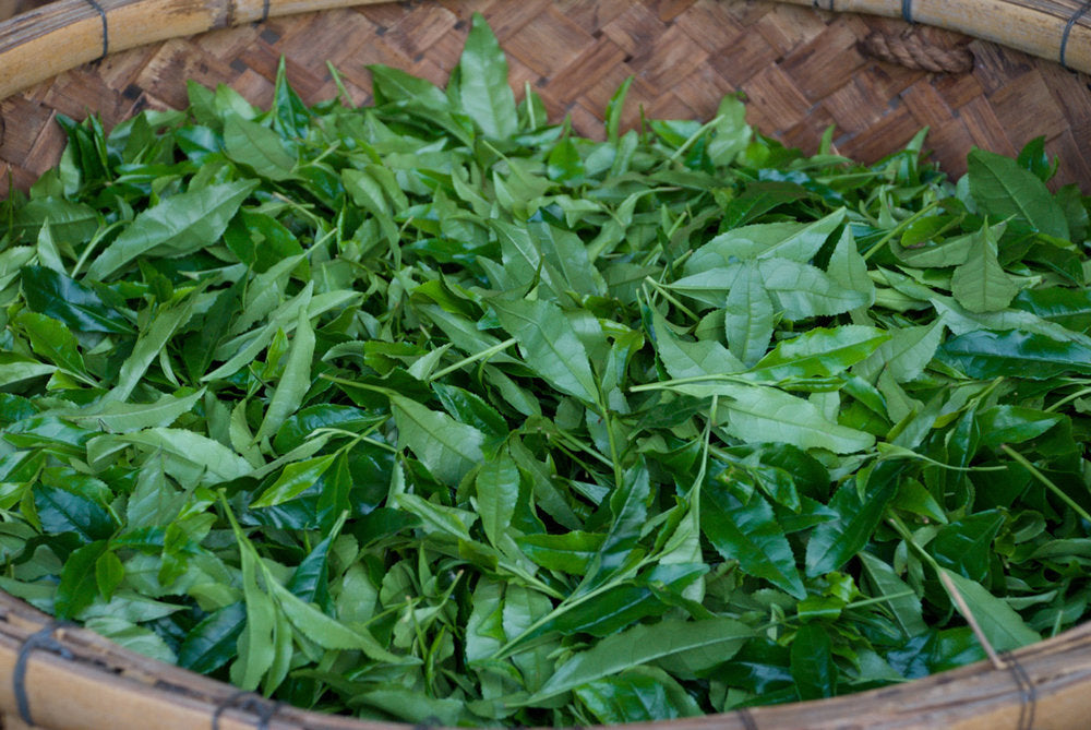 Gyokuro Green Tea fresh leaves