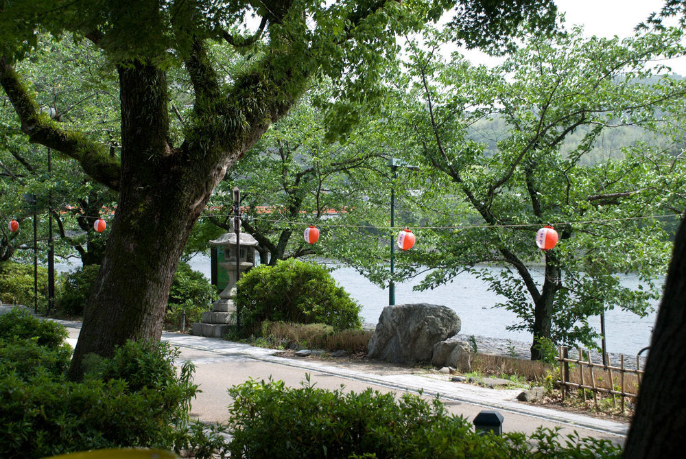 Hojicha Green tea vista