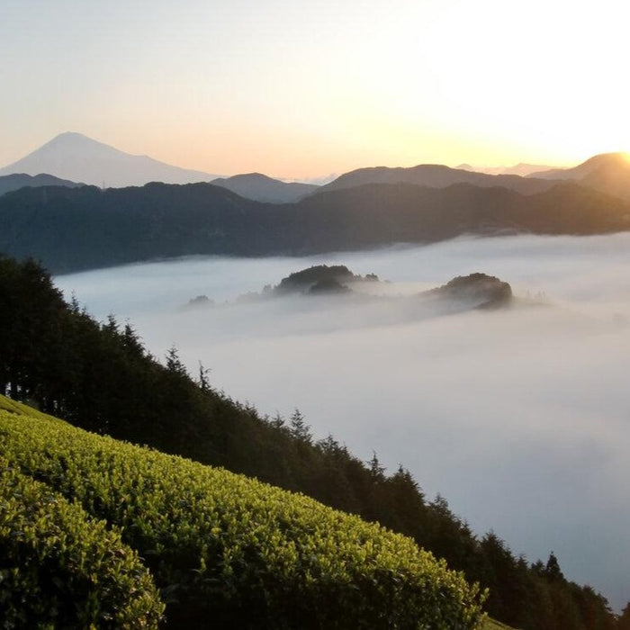 Sencha Adventure Gift Set vista