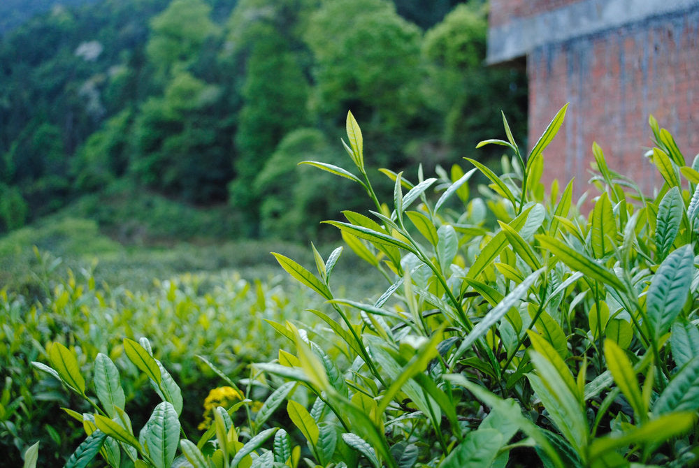 Lapsang Souchong – Tongmu Reserve Black Tea tea plant