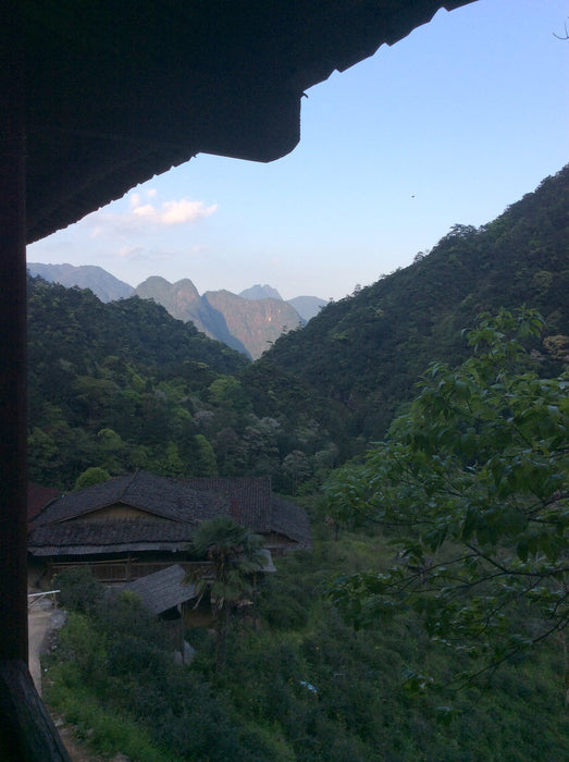 Lapsang Souchong – Tongmu Reserve Black Tea vista