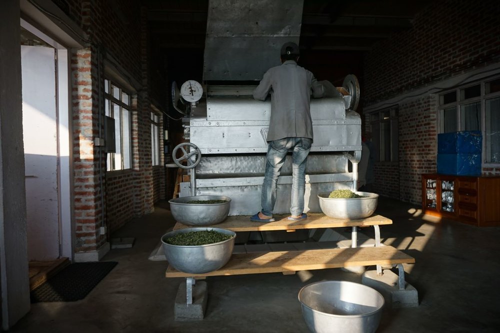 Himalayan Black Tea processing II