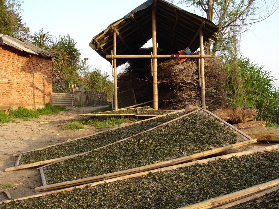 White Peony Bai Mudan - tea sundrying