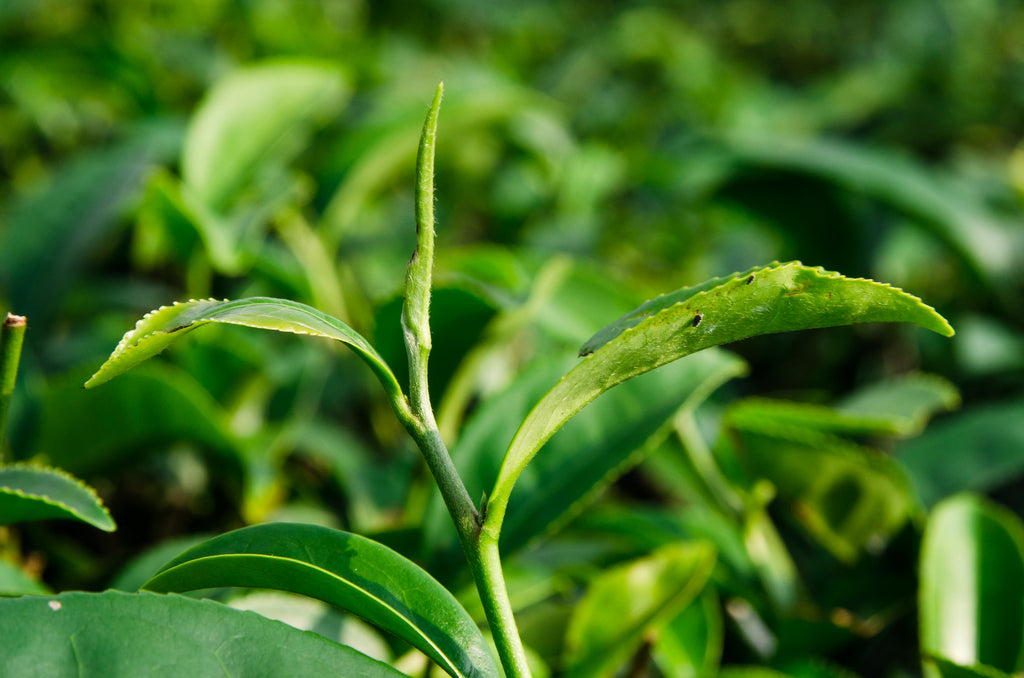 oriental beauty oolong tea