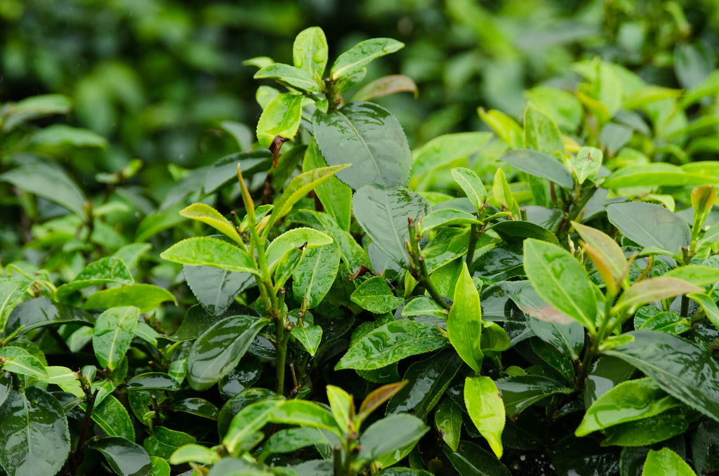 Hail the Iron Goddess, Tieguanyin