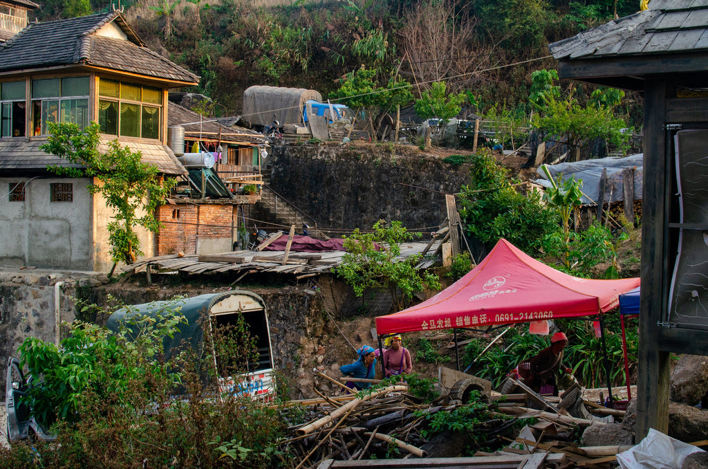 Pu-erh's Pristine Garden: The Charm of Jingmai Tea