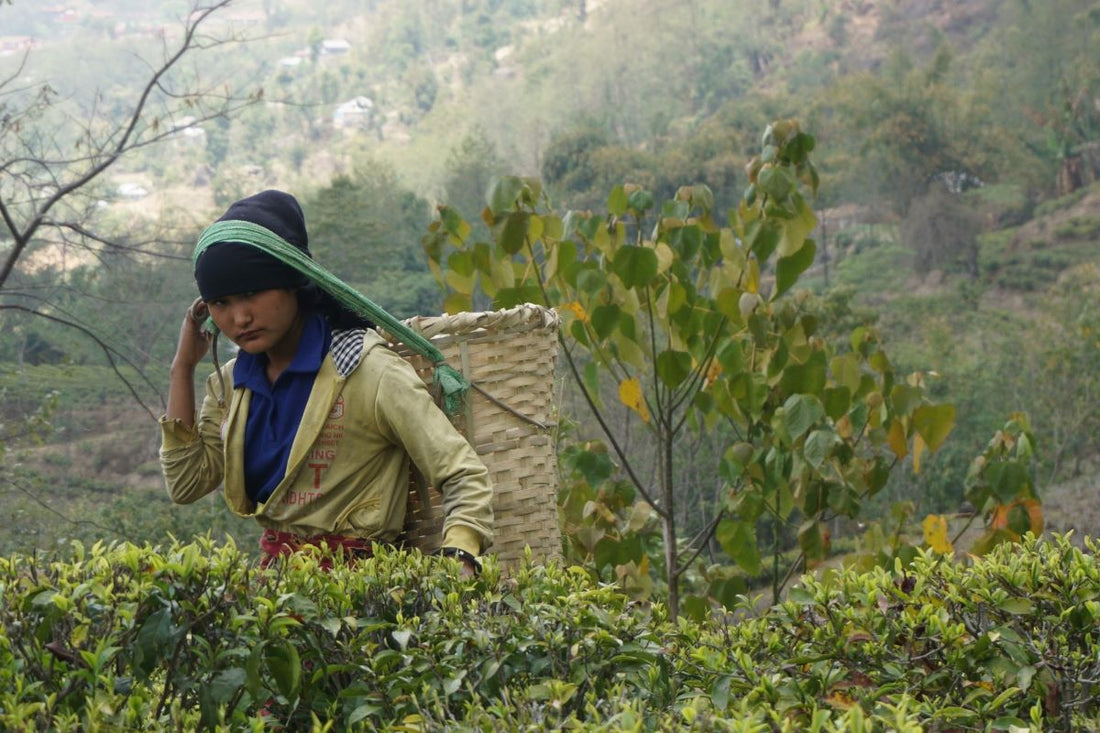 What to Expect from the 2018 Spring Tea Harvest