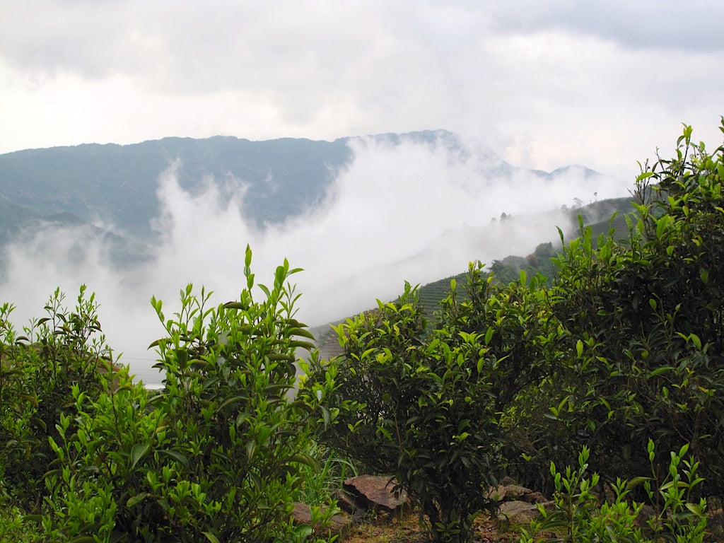 Phoenix oolong tea mountain