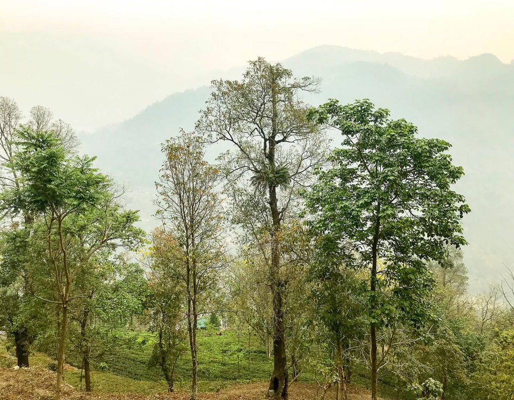 A Tea Garden With a Social Mission: Bermiok Estate in Sikkim