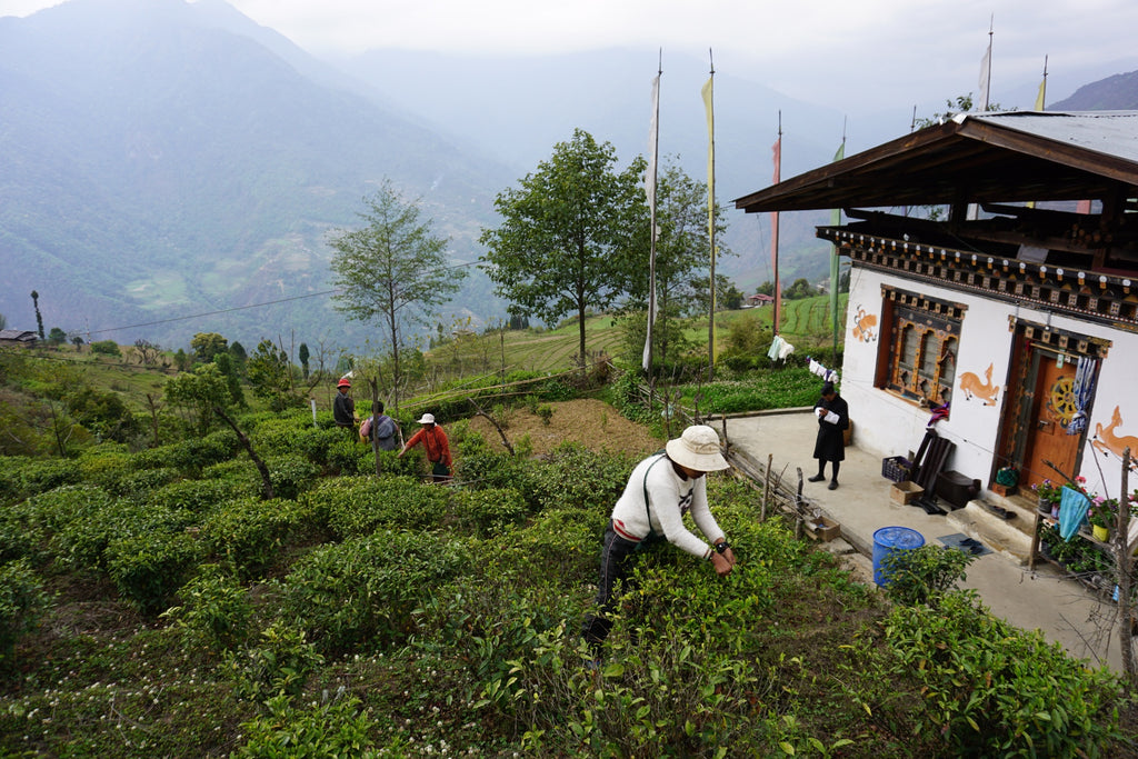 Bhutan's Only Green Tea