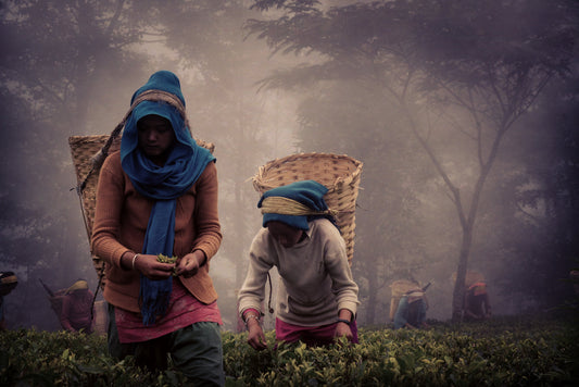 Jun Chiyabari, Nepal's Singular Tea Garden