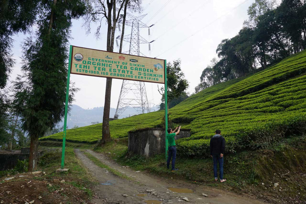 There's More to Darjeeling Tea Than Darjeeling