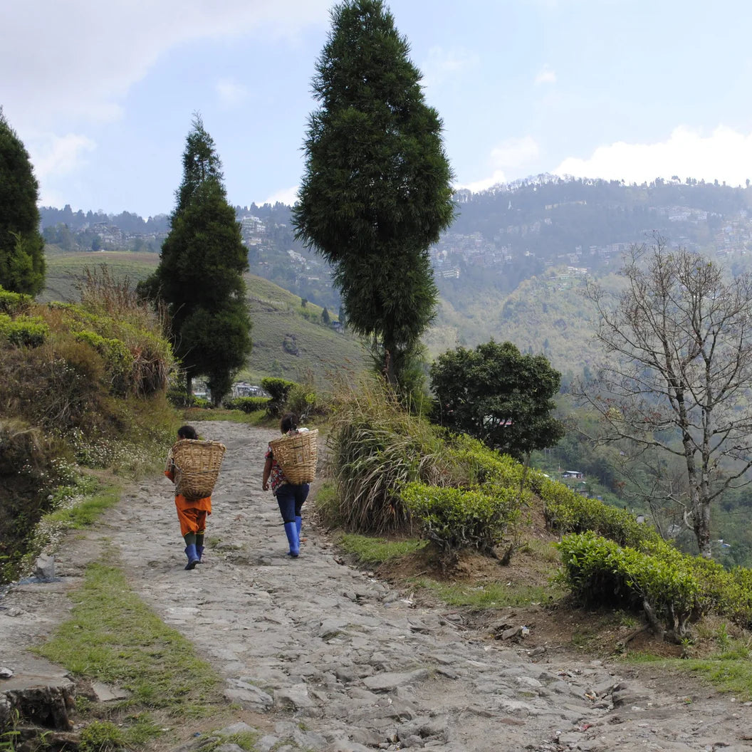 Two people walking along a mountain path with baskets on their heads, surrounded by greenery.