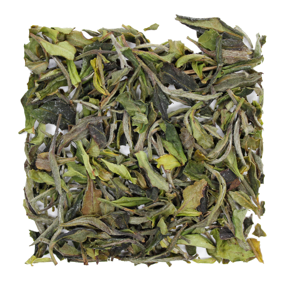 Himalayan White Sample