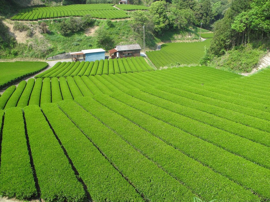 Sencha Fukamushi Sample