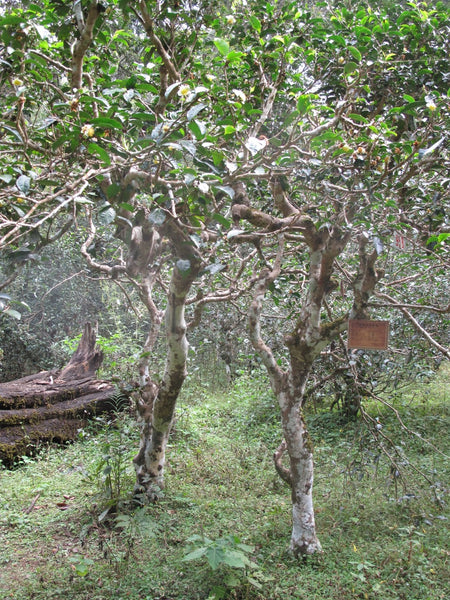 Jingmai Old Forest Bingcha (200 g) Pu-erh Tea tea tree