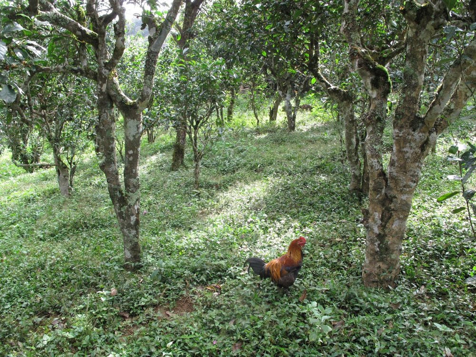 Jingmai Old Forest Bingcha (200 g) Pu-erh Tea garden