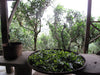 Jingmai Old Forest Bingcha (200 g) Pu-erh Tea processnig