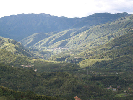 Nantou Four Seasons Oolong Tea vista