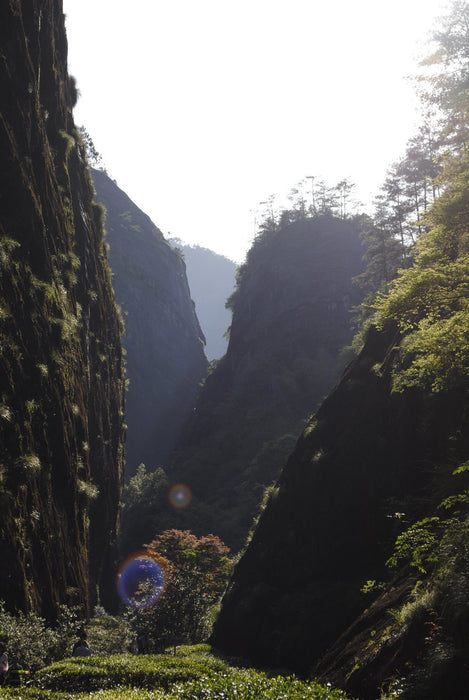 Tieluohan Oolong Wuyi Mountains