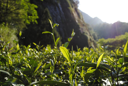 Tieluohan Oolong Tea leaves