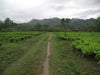 Assam Kachibari Village black tea garden II
