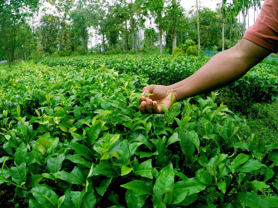 Assam Kachibari Village black tea garden