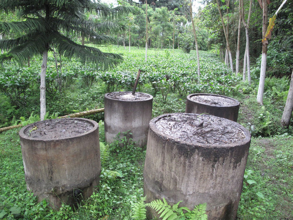 Assam Kachibari Village black tea garden III
