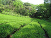 Genmaicha Green Tea tea gardens II