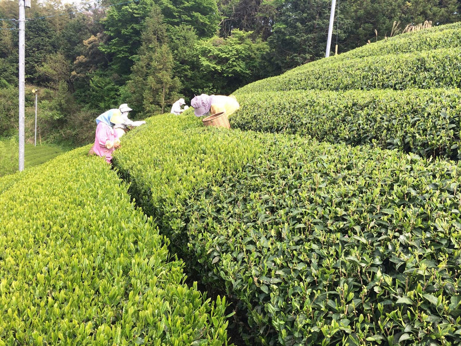 Genmaicha Green Tea tea gardens