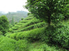 Jade Spring Green Tea vista