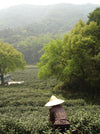 Jasmine Pearls Green tea farmer