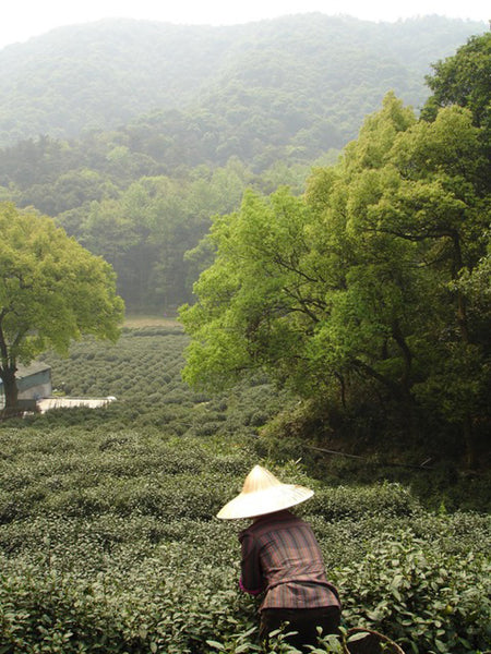 Jasmine Pearls Green tea farmer