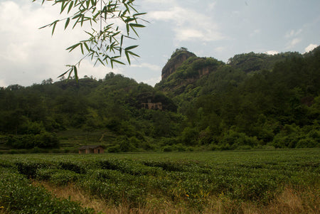 Lapsang Souchong Black tea garden