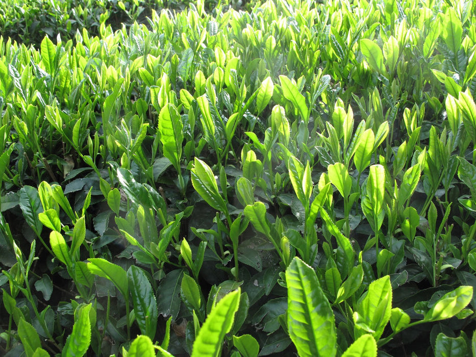 Wakatake Iced Tea or Latte Grade - tea plants